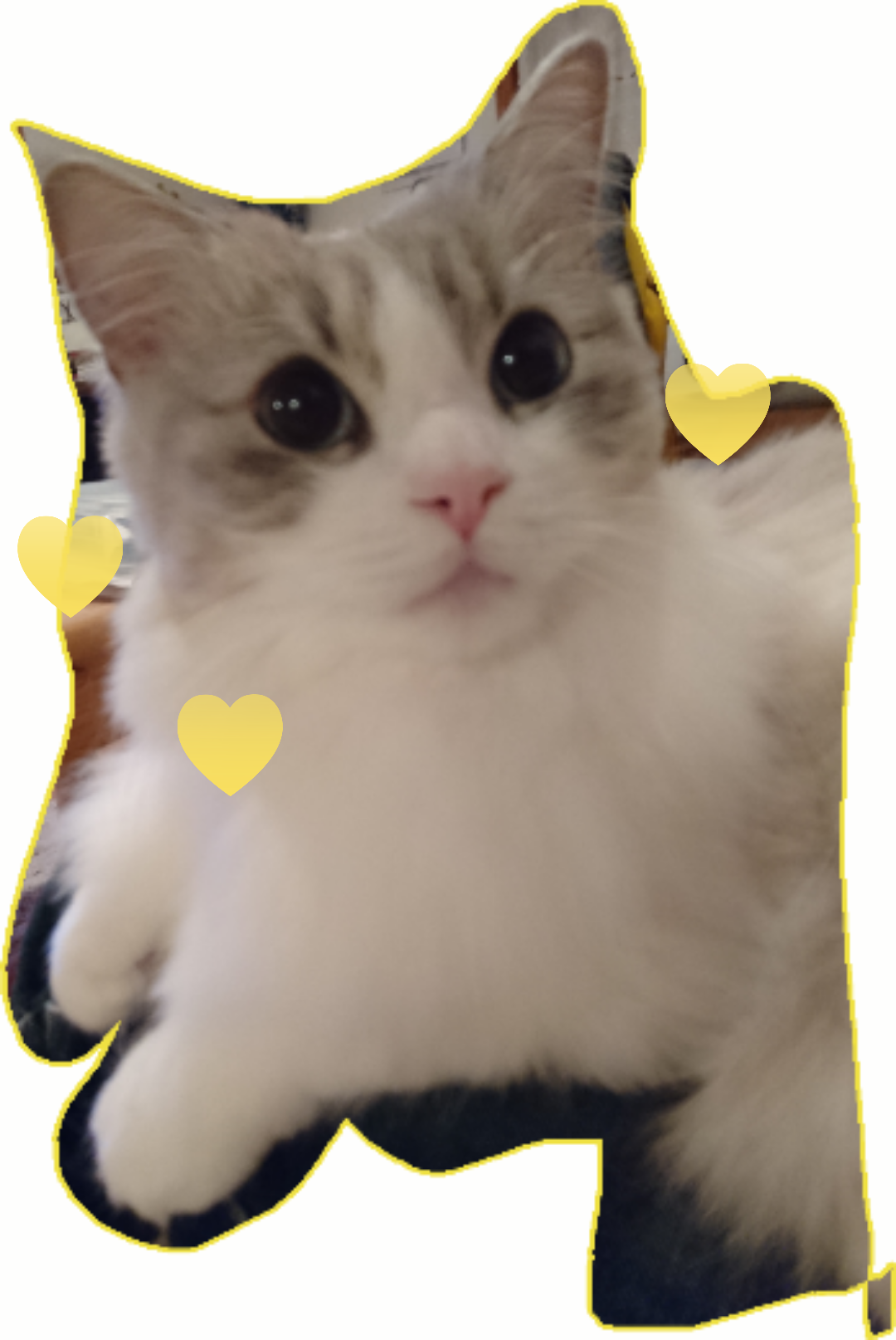 がるちゃん猫カフェ48号店 開店しました♪ (初めての方も大歓迎)