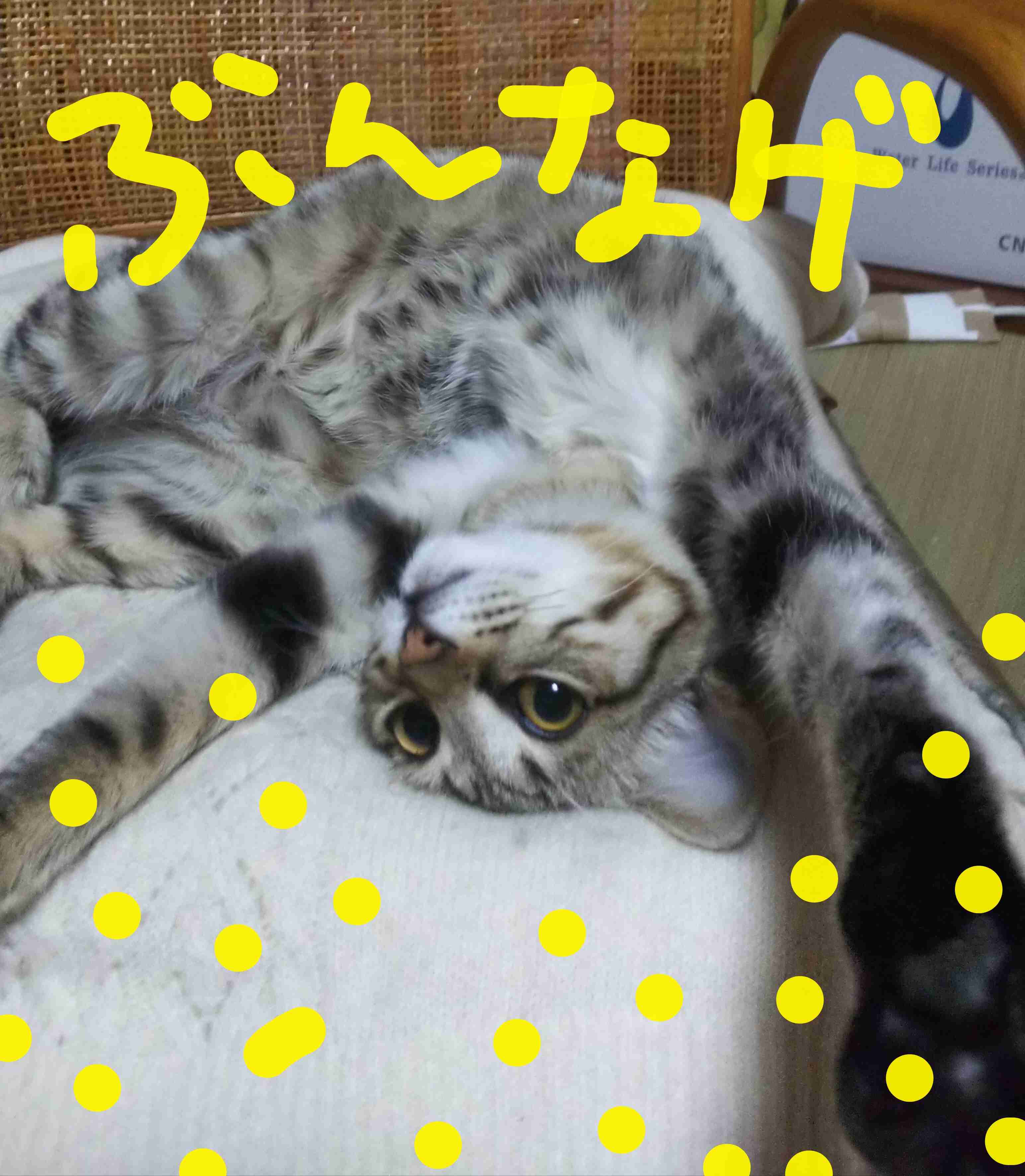 がるちゃん猫カフェ48号店 開店しました♪ (初めての方も大歓迎)