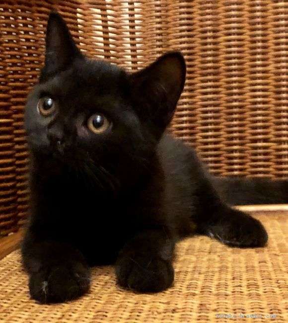 がるちゃん猫カフェ48号店 開店しました♪ (初めての方も大歓迎)