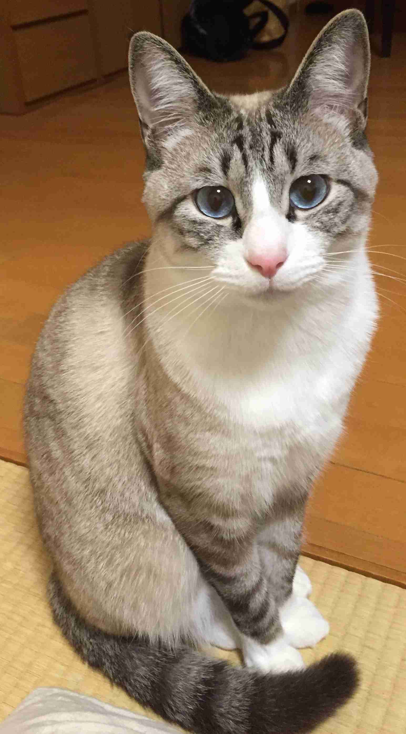 がるちゃん猫カフェ48号店 開店しました♪ (初めての方も大歓迎)