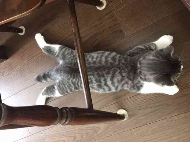がるちゃん猫カフェ48号店 開店しました♪ (初めての方も大歓迎)