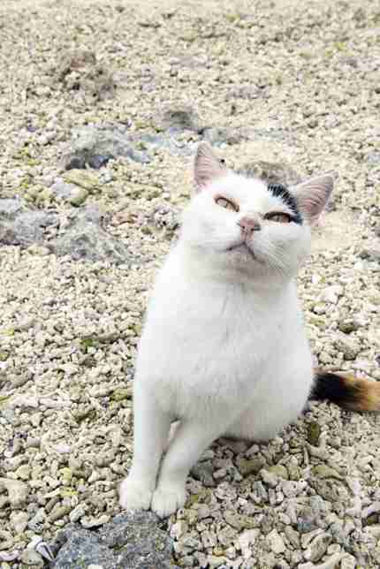 がるちゃん猫カフェ48号店 開店しました♪ (初めての方も大歓迎)