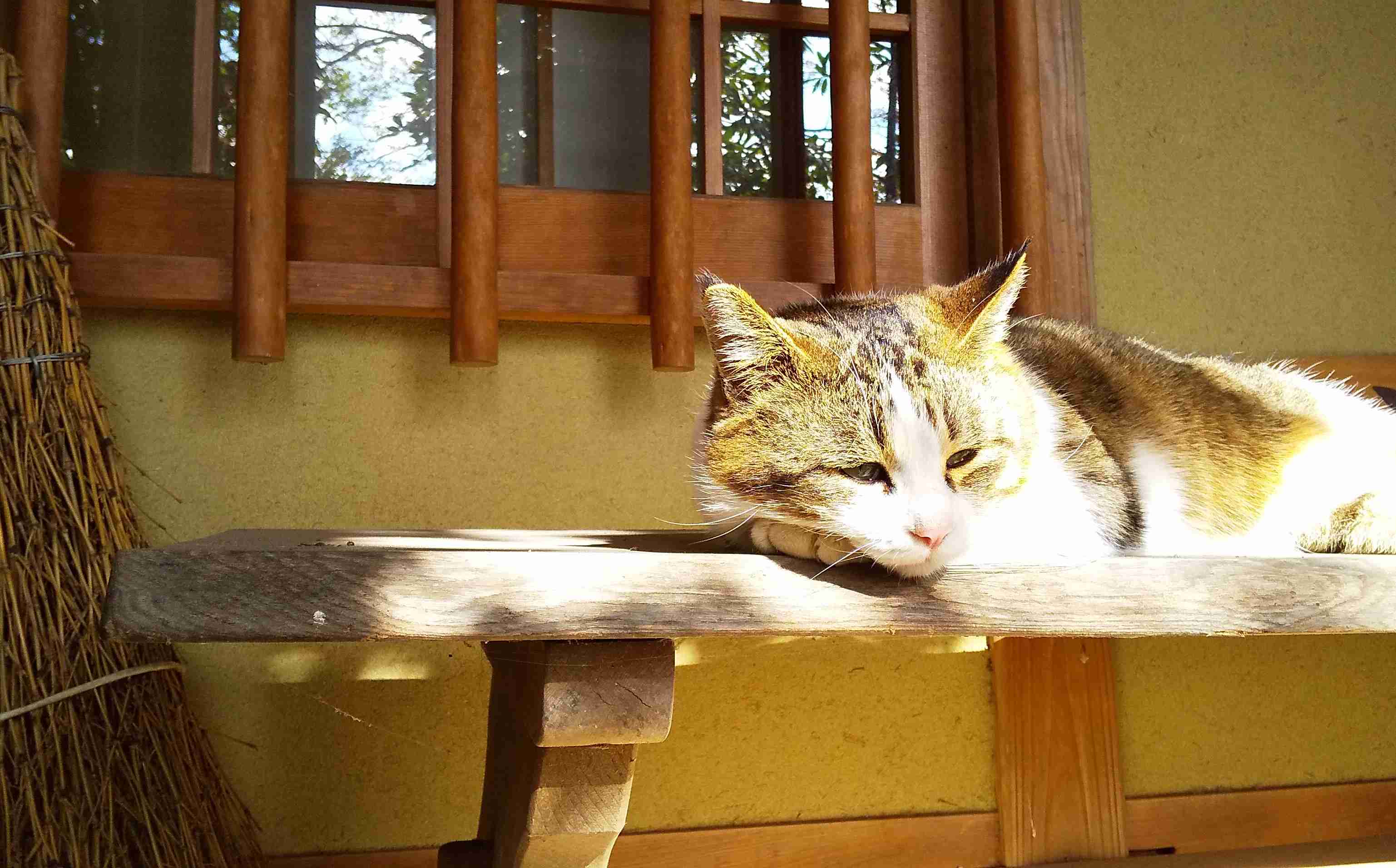がるちゃん猫カフェ48号店 開店しました♪ (初めての方も大歓迎)