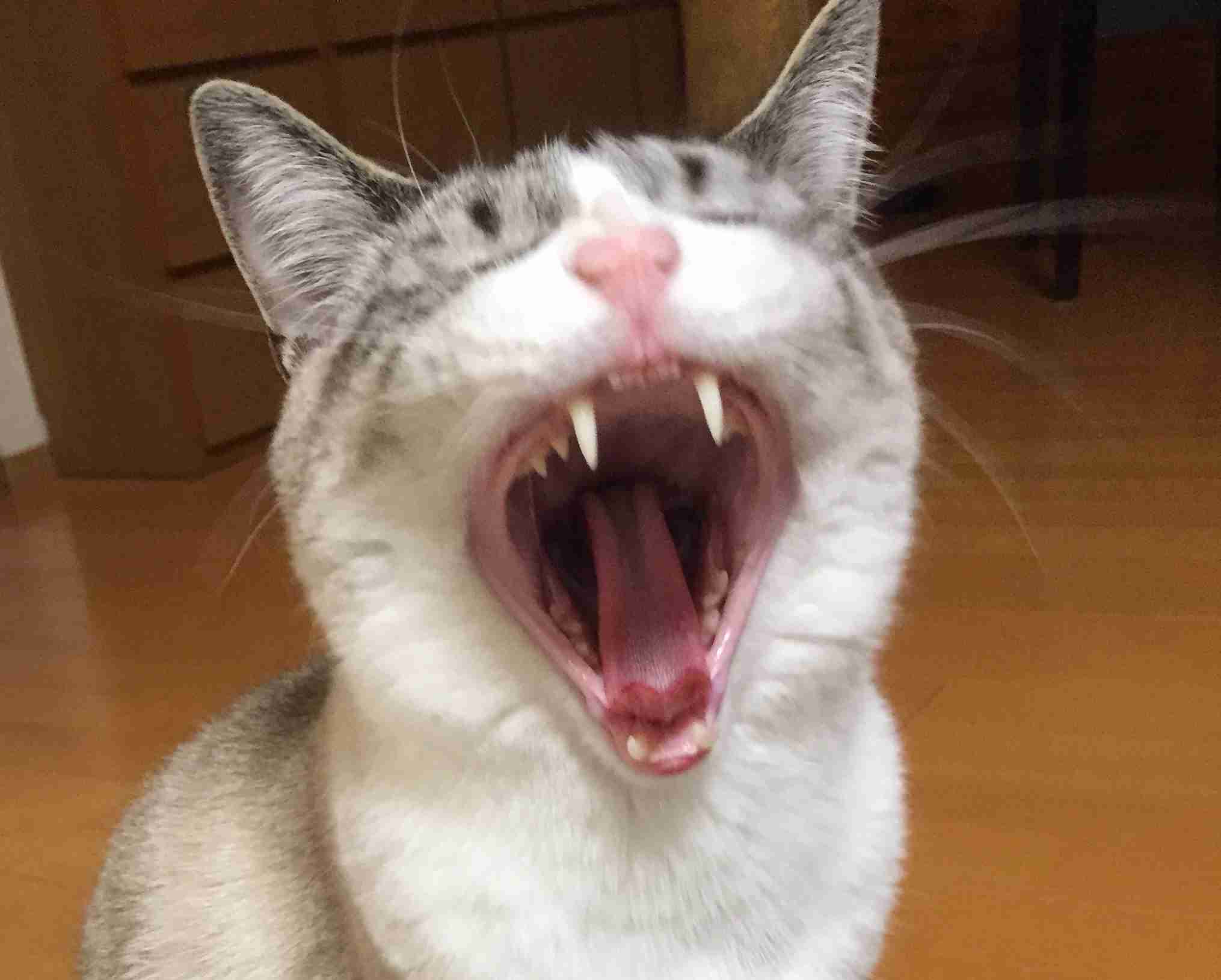 がるちゃん猫カフェ48号店 開店しました♪ (初めての方も大歓迎)