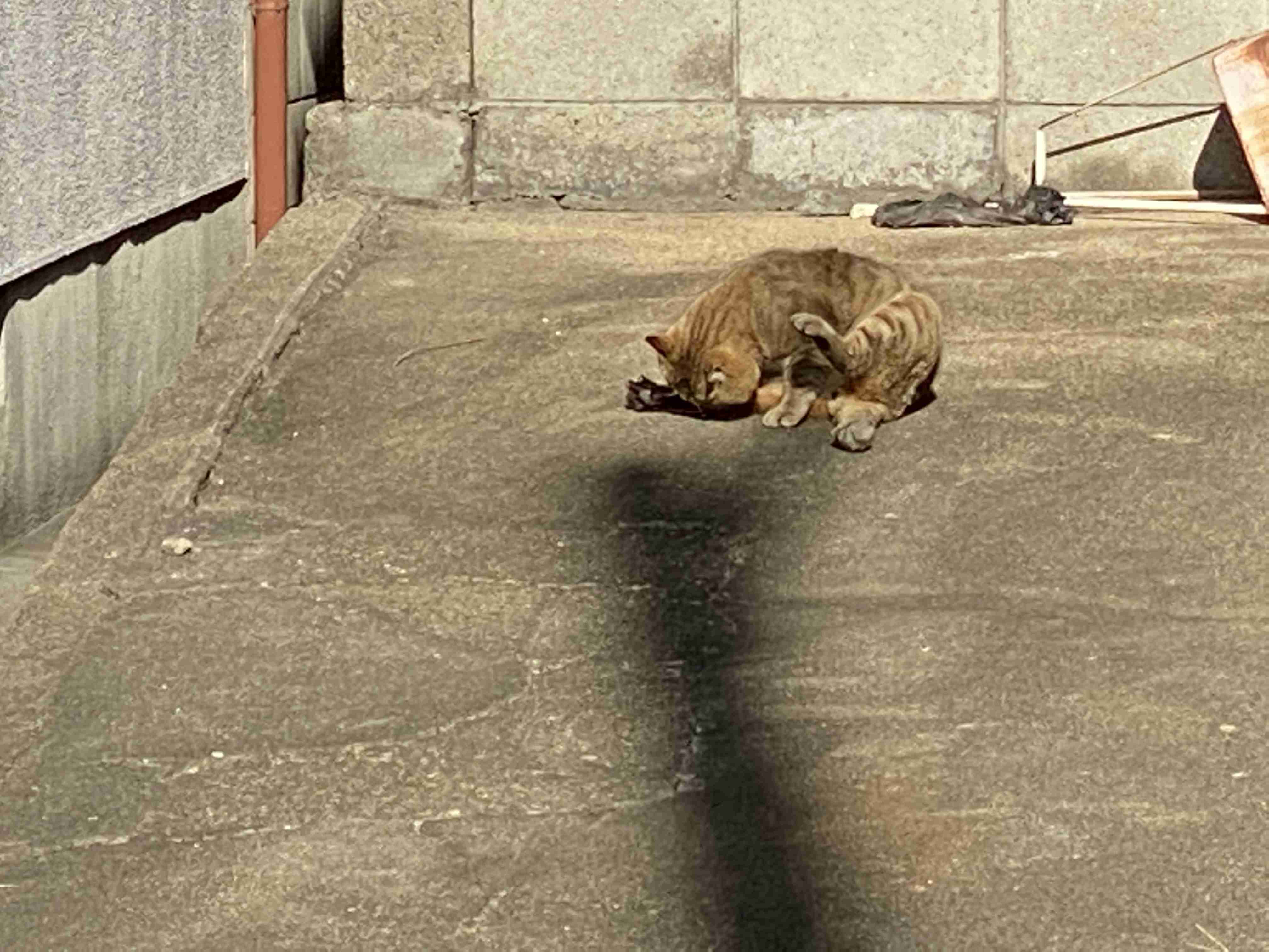 がるちゃん猫カフェ48号店 開店しました♪ (初めての方も大歓迎)