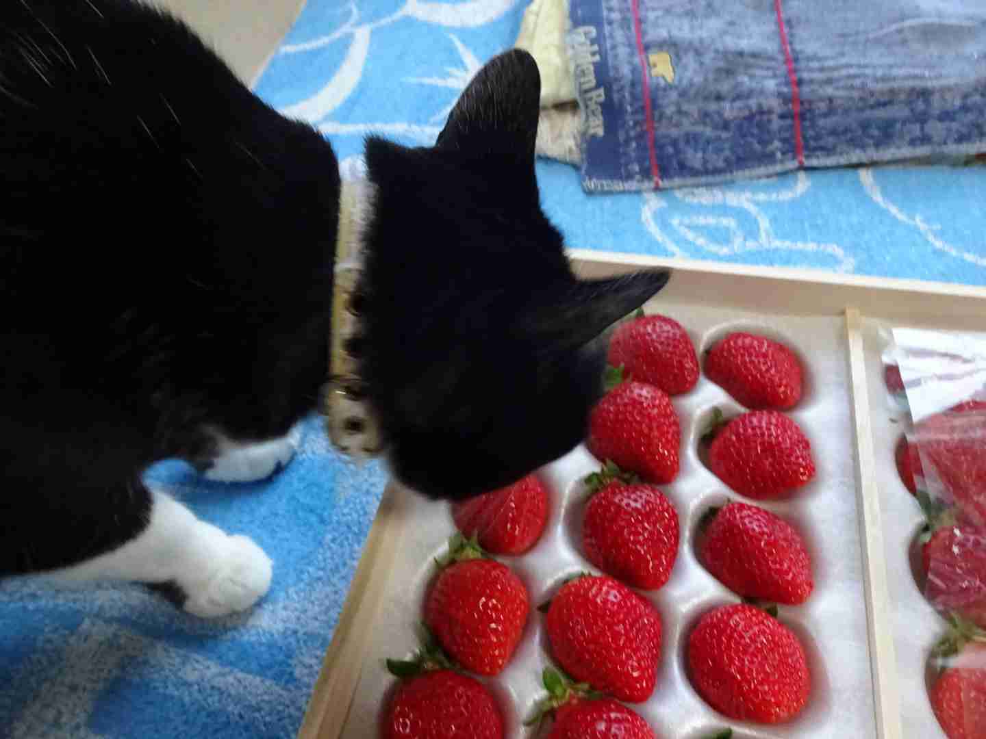 がるちゃん猫カフェ48号店 開店しました♪ (初めての方も大歓迎)
