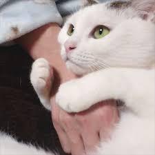 がるちゃん猫カフェ48号店 開店しました♪ (初めての方も大歓迎)
