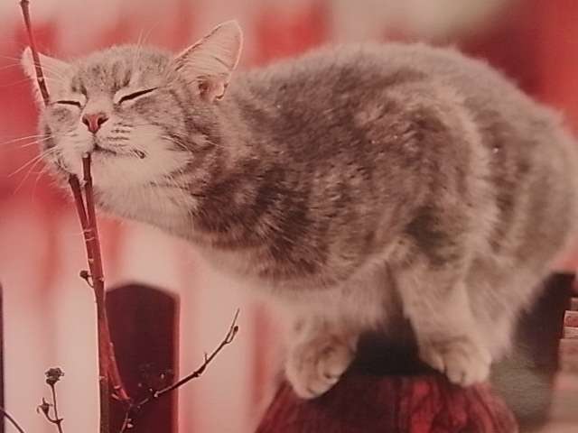 がるちゃん猫カフェ48号店 開店しました♪ (初めての方も大歓迎)