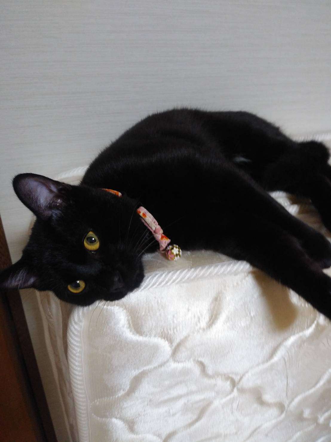 がるちゃん猫カフェ48号店 開店しました♪ (初めての方も大歓迎)