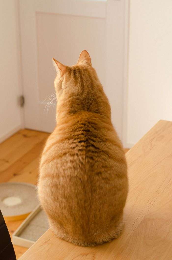 がるちゃん猫カフェ48号店 開店しました♪ (初めての方も大歓迎)
