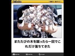 がるちゃん猫カフェ48号店 開店しました♪ (初めての方も大歓迎)