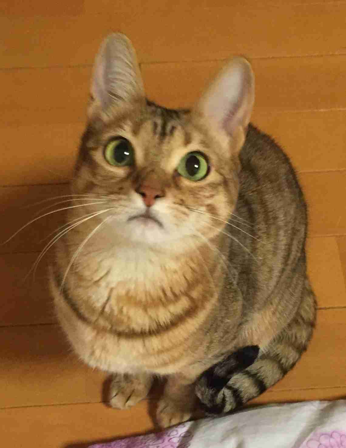 がるちゃん猫カフェ48号店 開店しました♪ (初めての方も大歓迎)