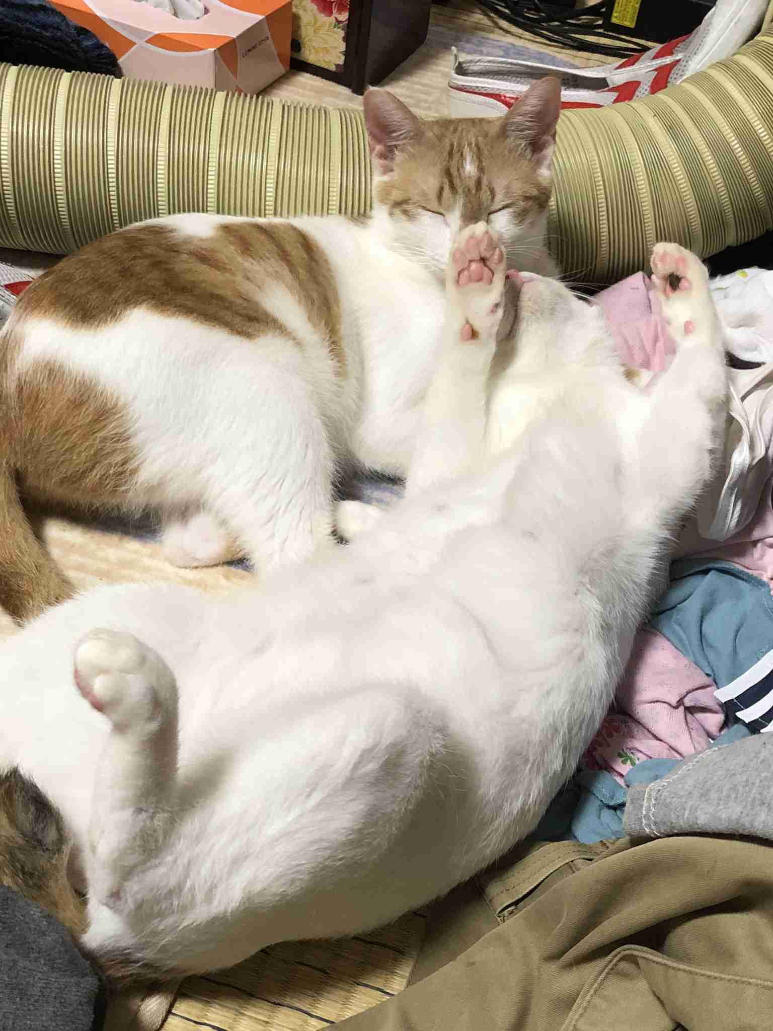 がるちゃん猫カフェ48号店 開店しました♪ (初めての方も大歓迎)
