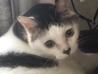 がるちゃん猫カフェ48号店 開店しました♪ (初めての方も大歓迎)