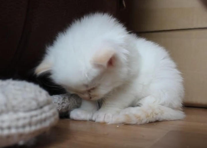 がるちゃん猫カフェ48号店 開店しました♪ (初めての方も大歓迎)