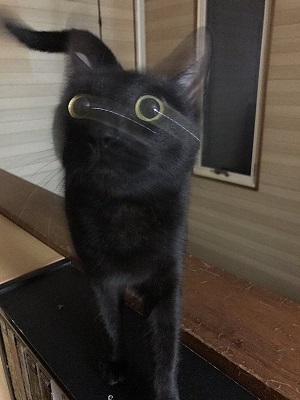 がるちゃん猫カフェ48号店 開店しました♪ (初めての方も大歓迎)