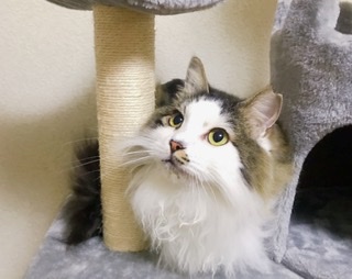 がるちゃん猫カフェ48号店 開店しました♪ (初めての方も大歓迎)