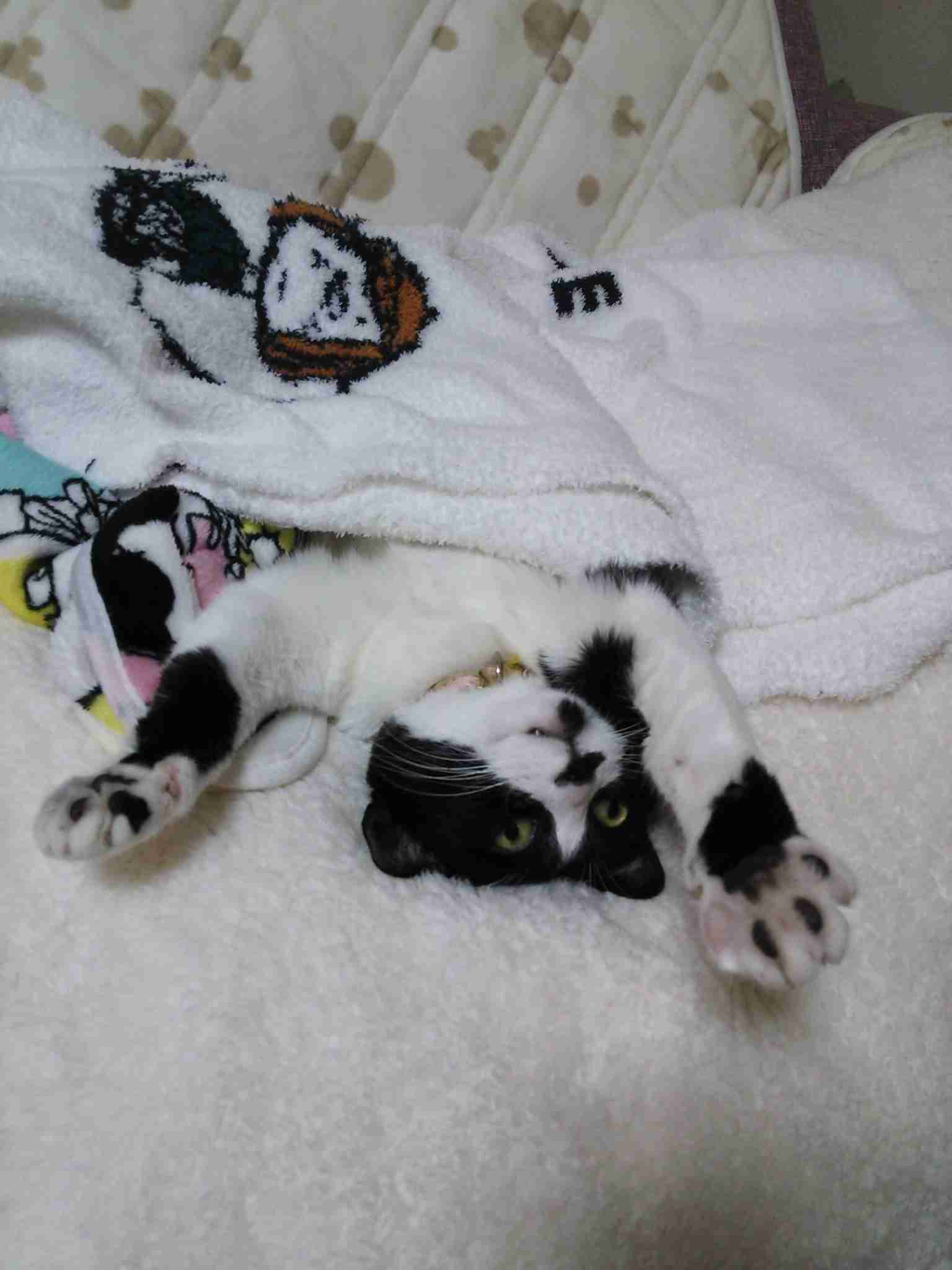 がるちゃん猫カフェ48号店 開店しました♪ (初めての方も大歓迎)