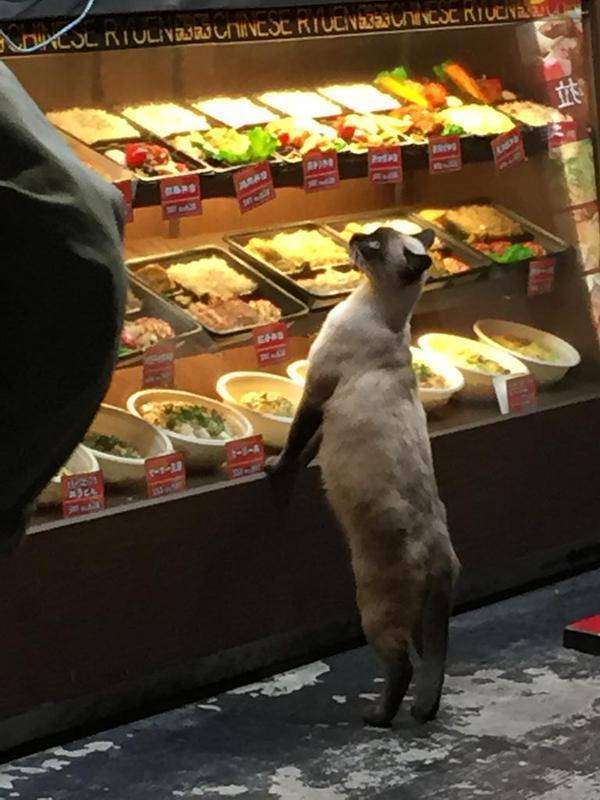がるちゃん猫カフェ48号店 開店しました♪ (初めての方も大歓迎)