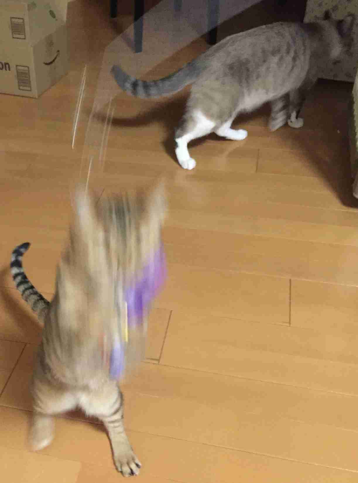 がるちゃん猫カフェ48号店 開店しました♪ (初めての方も大歓迎)