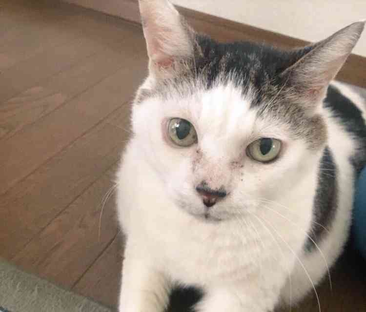 がるちゃん猫カフェ48号店 開店しました♪ (初めての方も大歓迎)
