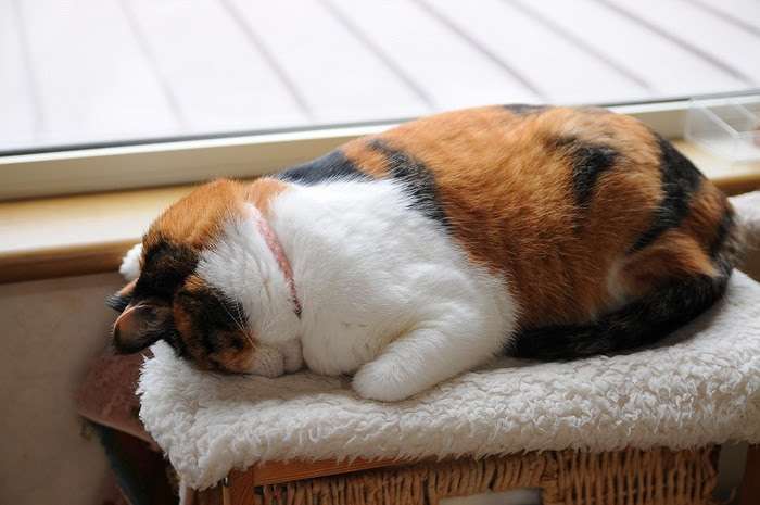 がるちゃん猫カフェ48号店 開店しました♪ (初めての方も大歓迎)