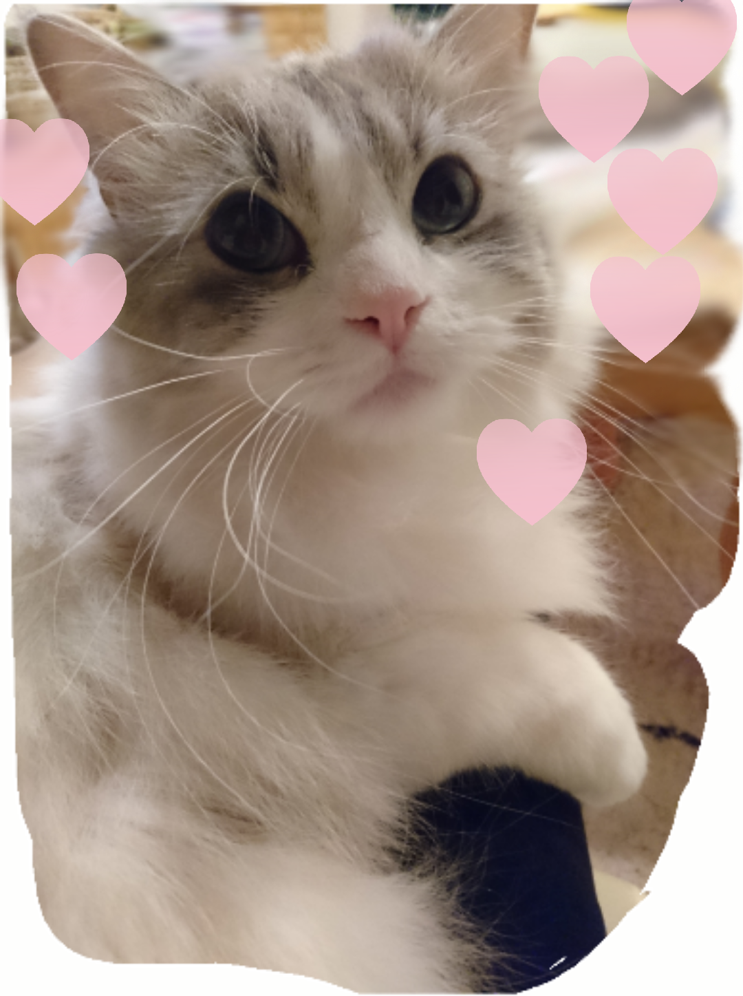 がるちゃん猫カフェ48号店 開店しました♪ (初めての方も大歓迎)