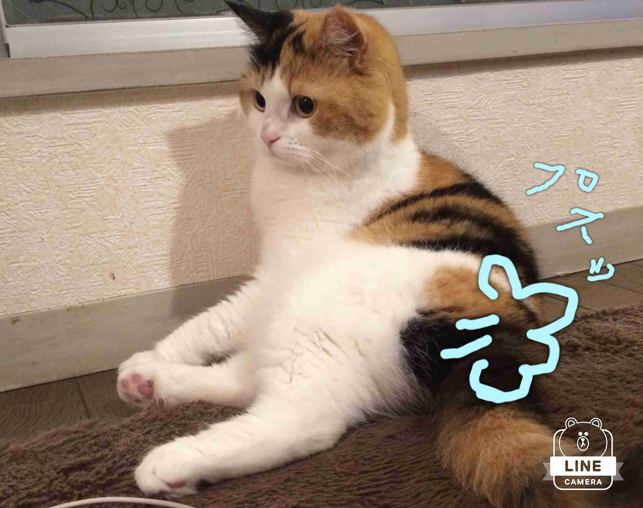 がるちゃん猫カフェ48号店 開店しました♪ (初めての方も大歓迎)