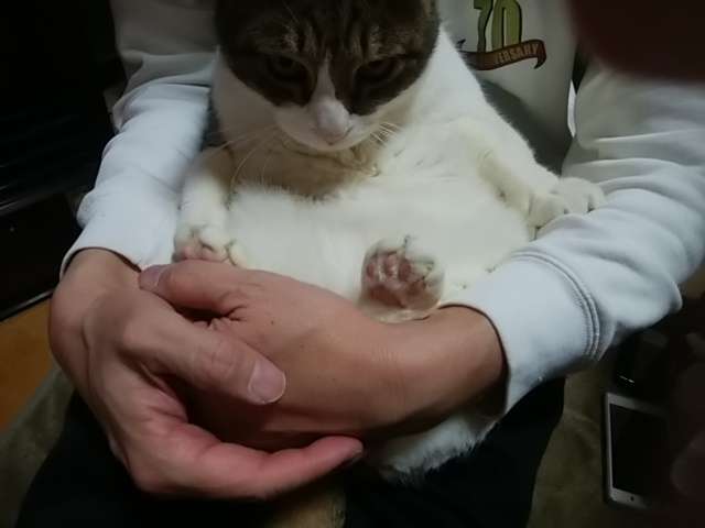がるちゃん猫カフェ48号店 開店しました♪ (初めての方も大歓迎)