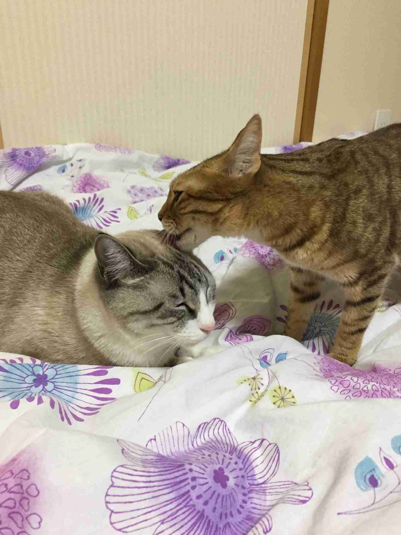 がるちゃん猫カフェ48号店 開店しました♪ (初めての方も大歓迎)
