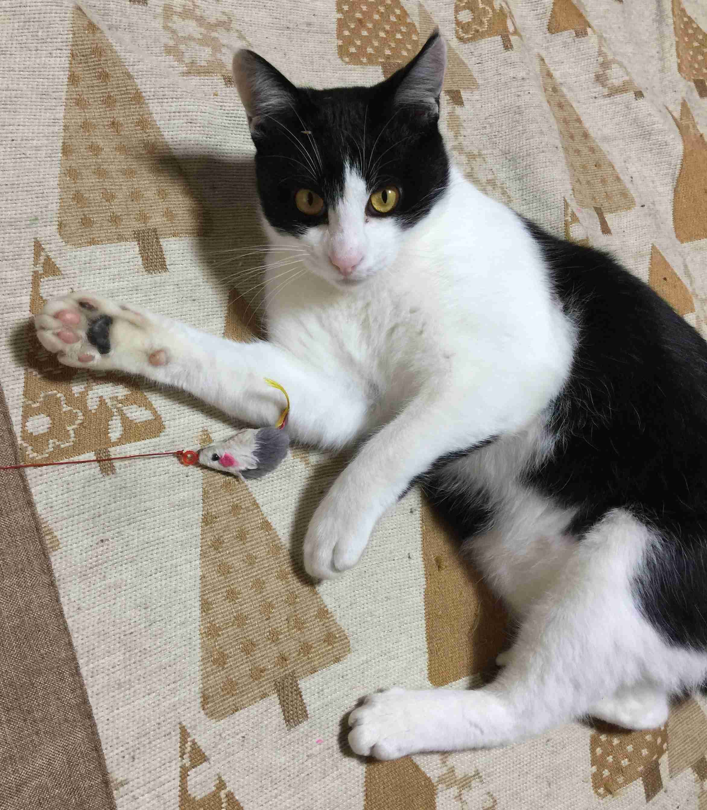 がるちゃん猫カフェ48号店 開店しました♪ (初めての方も大歓迎)