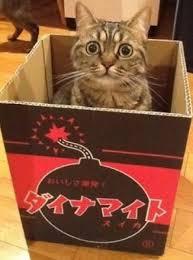 がるちゃん猫カフェ48号店 開店しました♪ (初めての方も大歓迎)