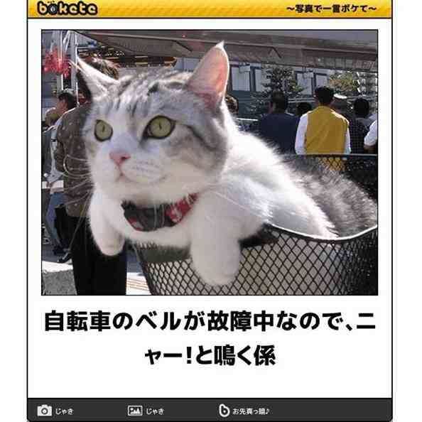 がるちゃん猫カフェ48号店 開店しました♪ (初めての方も大歓迎)