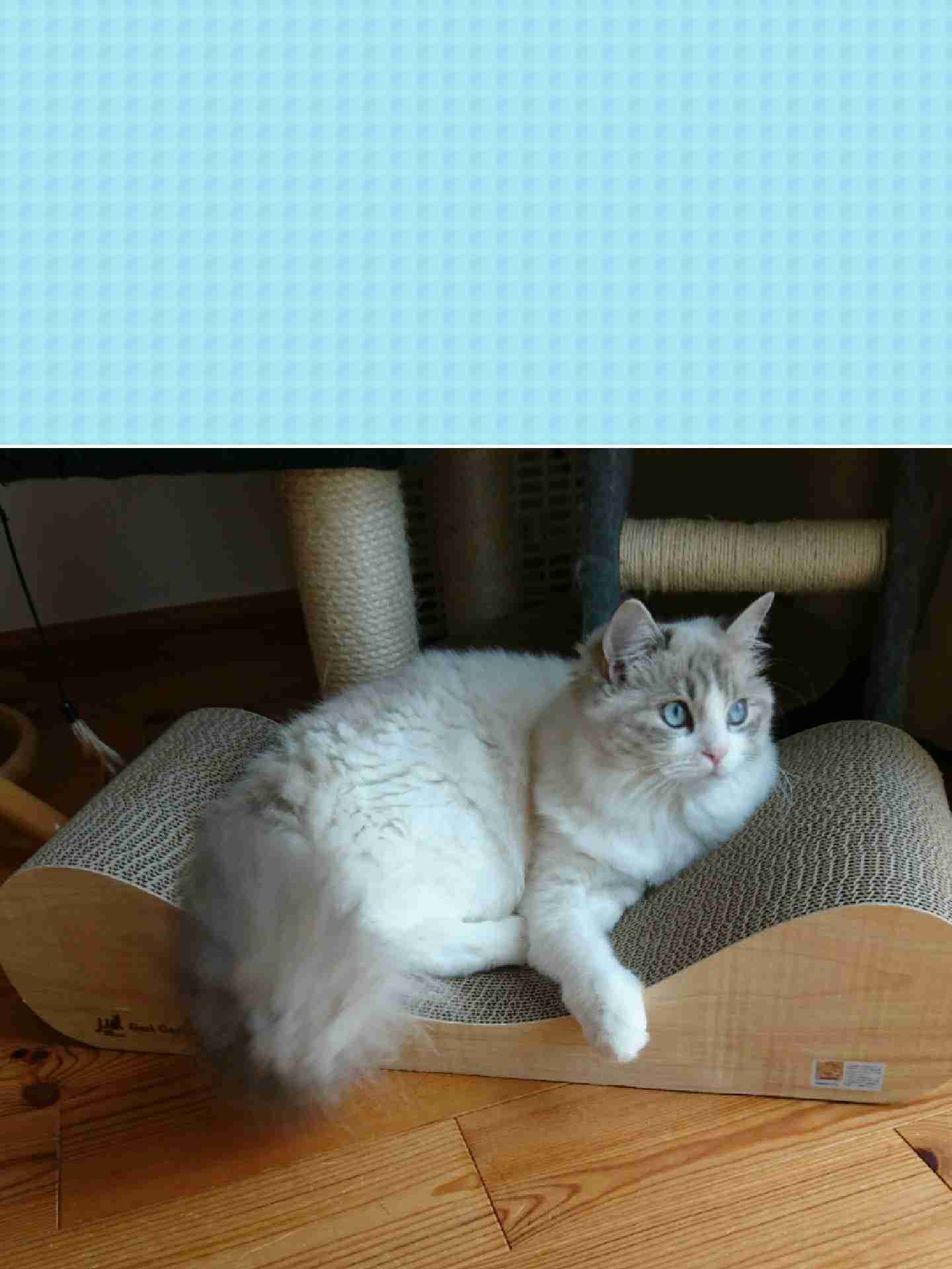 がるちゃん猫カフェ48号店 開店しました♪ (初めての方も大歓迎)