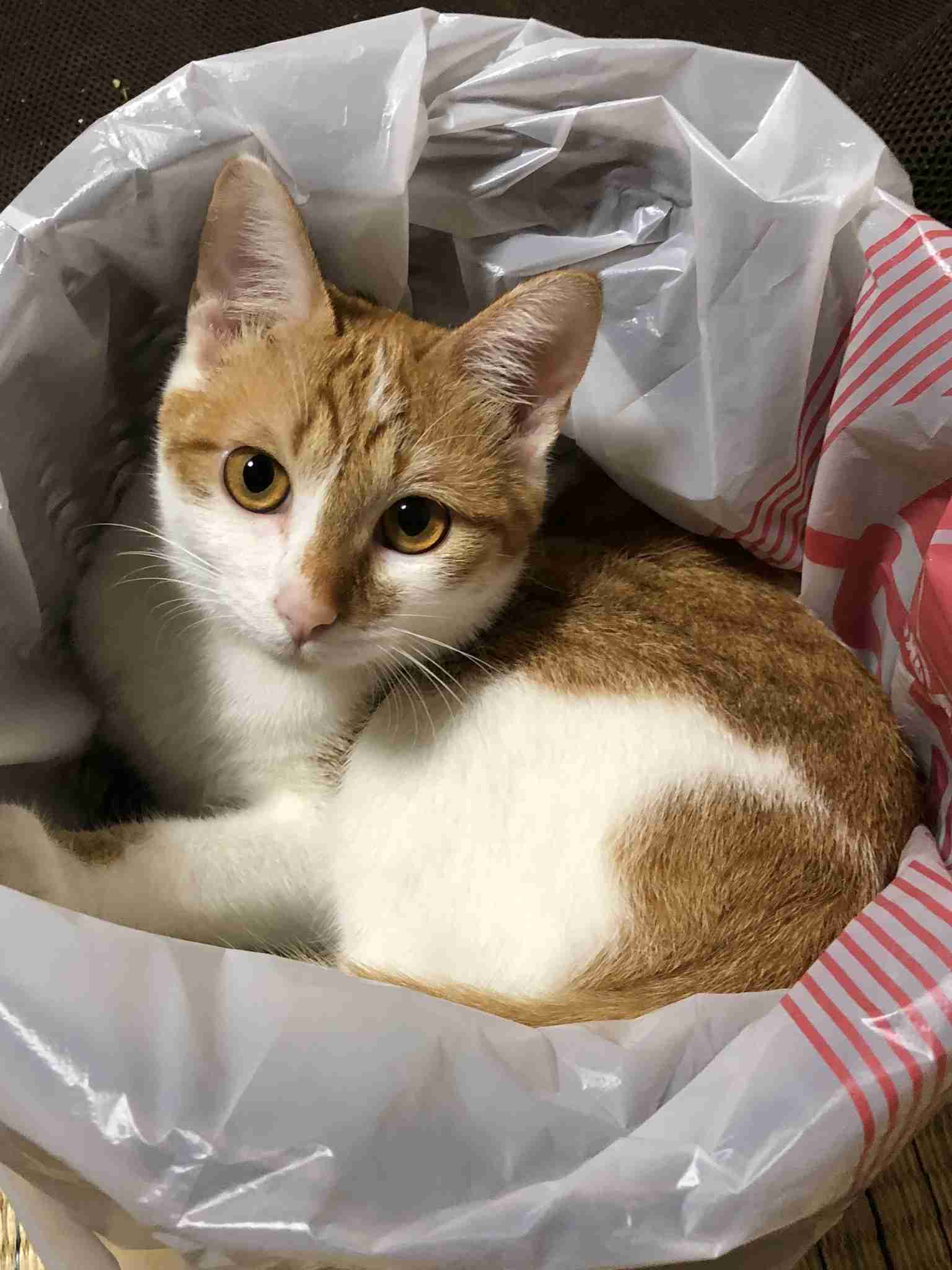 がるちゃん猫カフェ48号店 開店しました♪ (初めての方も大歓迎)