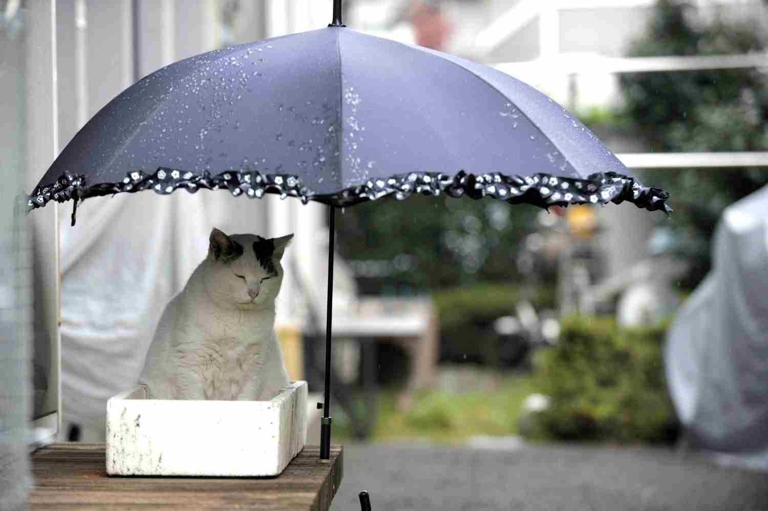 がるちゃん猫カフェ48号店 開店しました♪ (初めての方も大歓迎)