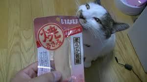 がるちゃん猫カフェ48号店 開店しました♪ (初めての方も大歓迎)