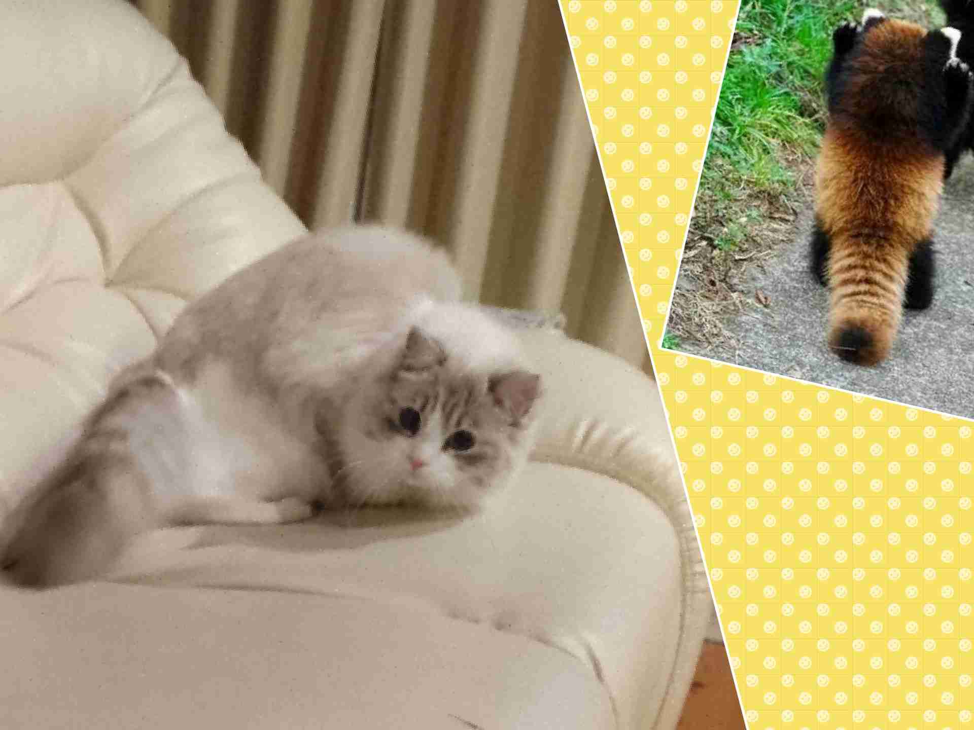 がるちゃん猫カフェ48号店 開店しました♪ (初めての方も大歓迎)
