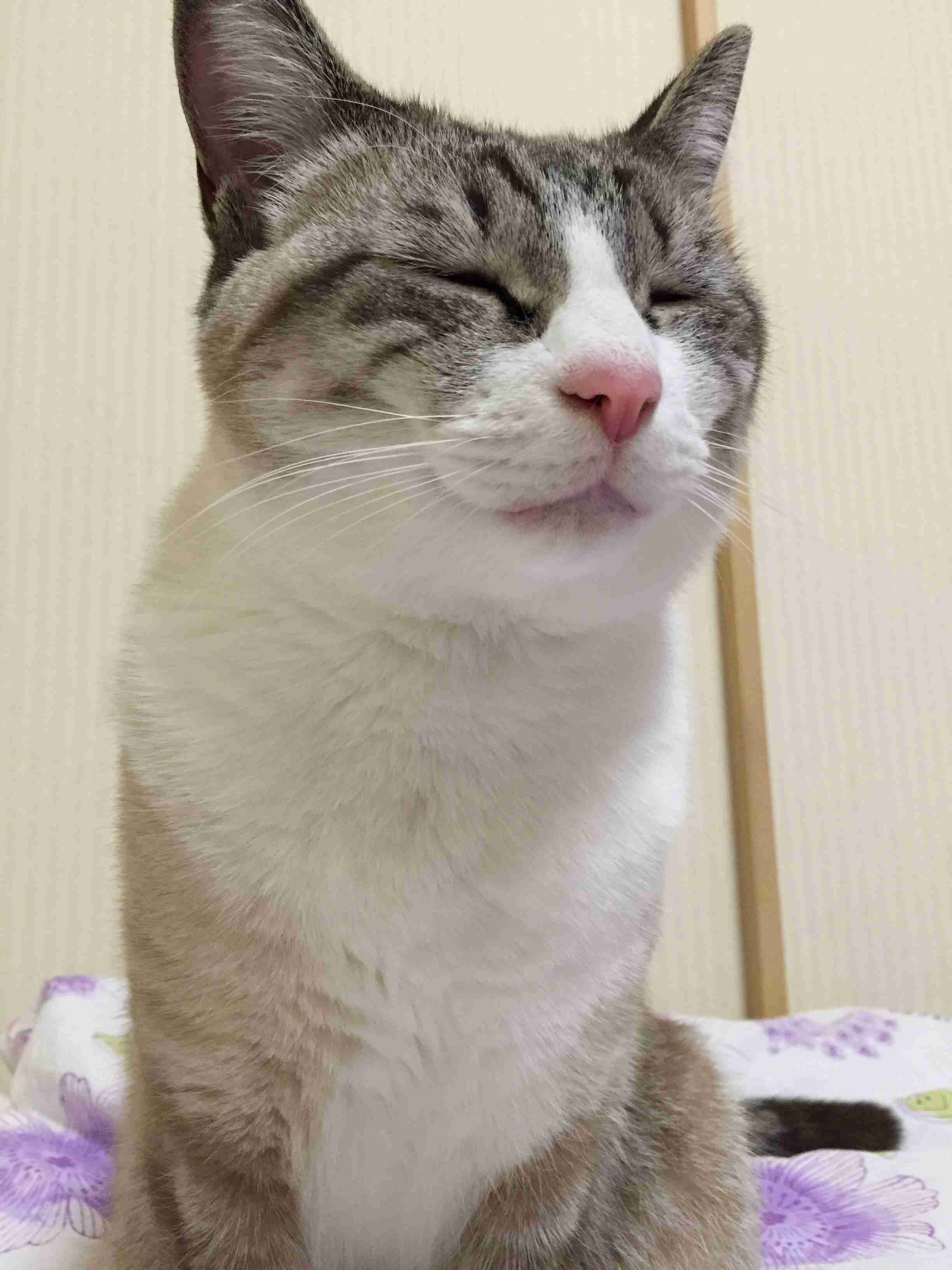 がるちゃん猫カフェ48号店 開店しました♪ (初めての方も大歓迎)
