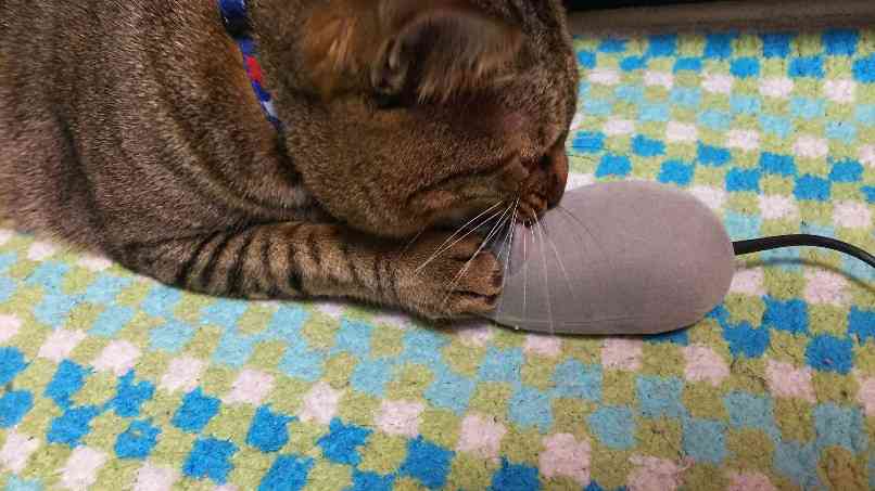 がるちゃん猫カフェ48号店 開店しました♪ (初めての方も大歓迎)