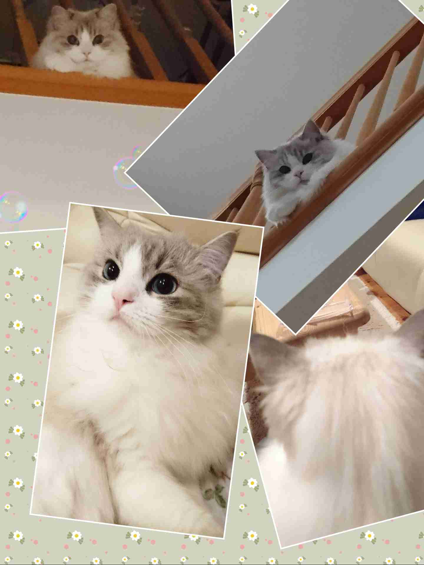 がるちゃん猫カフェ48号店 開店しました♪ (初めての方も大歓迎)