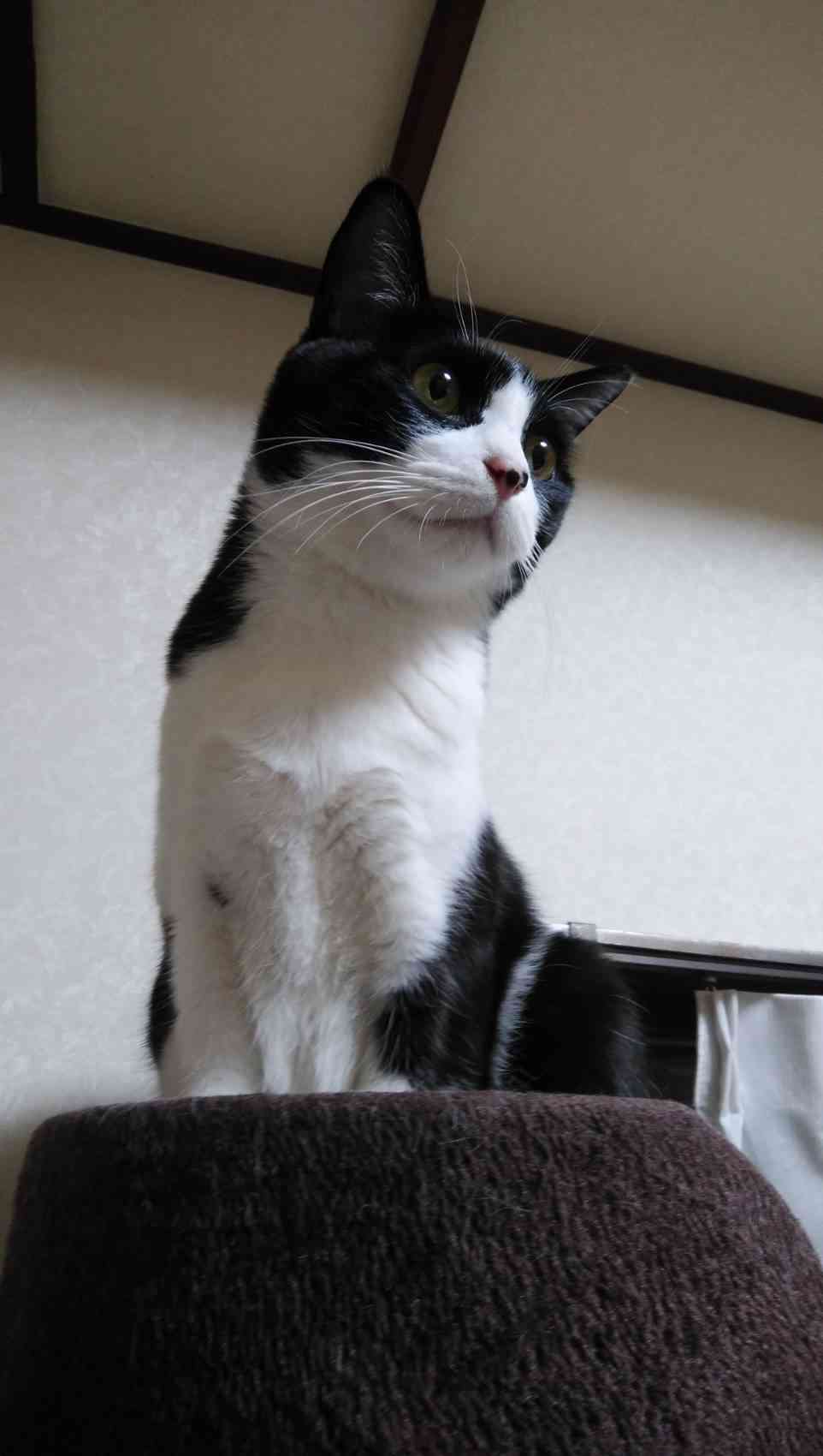 がるちゃん猫カフェ48号店 開店しました♪ (初めての方も大歓迎)