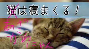 がるちゃん猫カフェ48号店 開店しました♪ (初めての方も大歓迎)