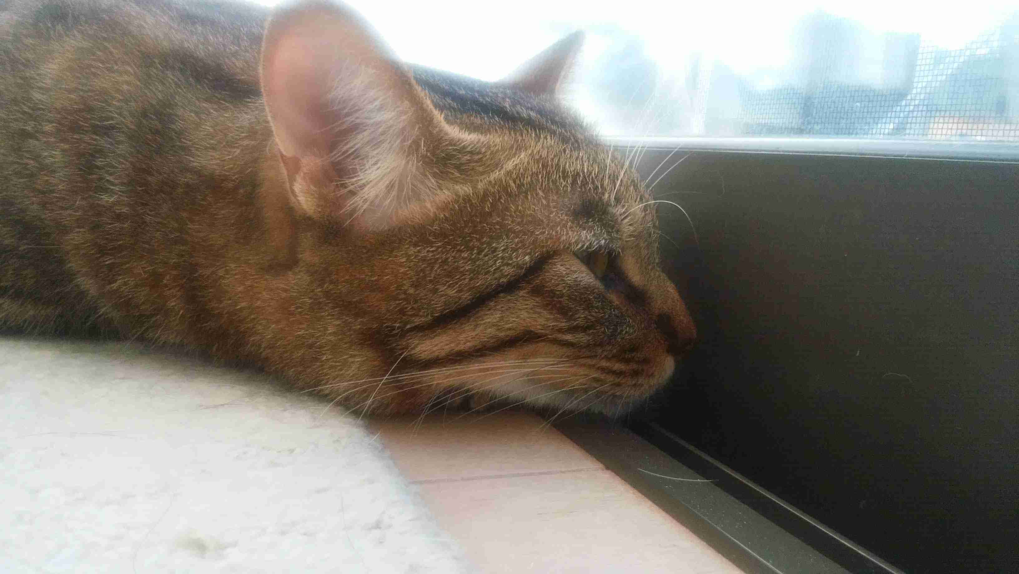 がるちゃん猫カフェ48号店 開店しました♪ (初めての方も大歓迎)