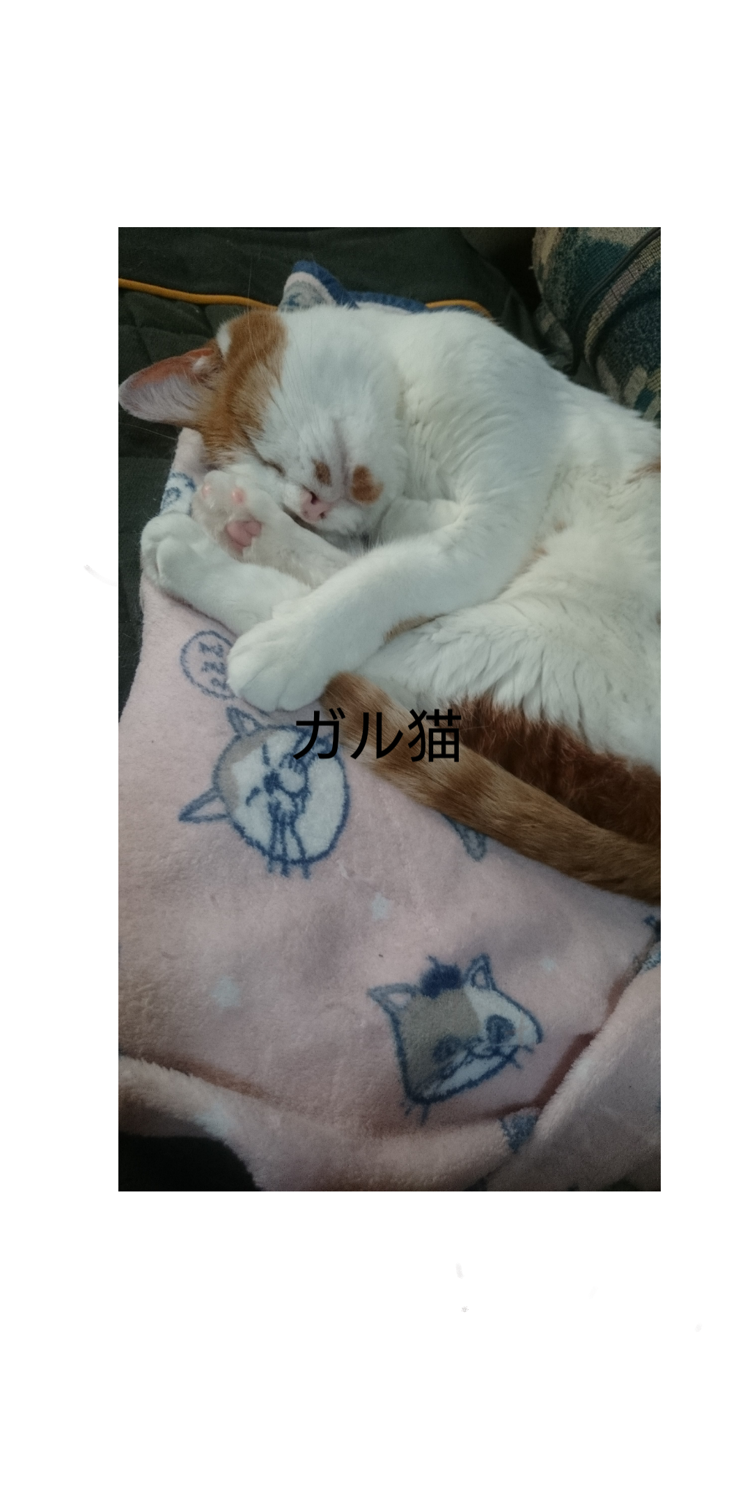 がるちゃん猫カフェ48号店 開店しました♪ (初めての方も大歓迎)
