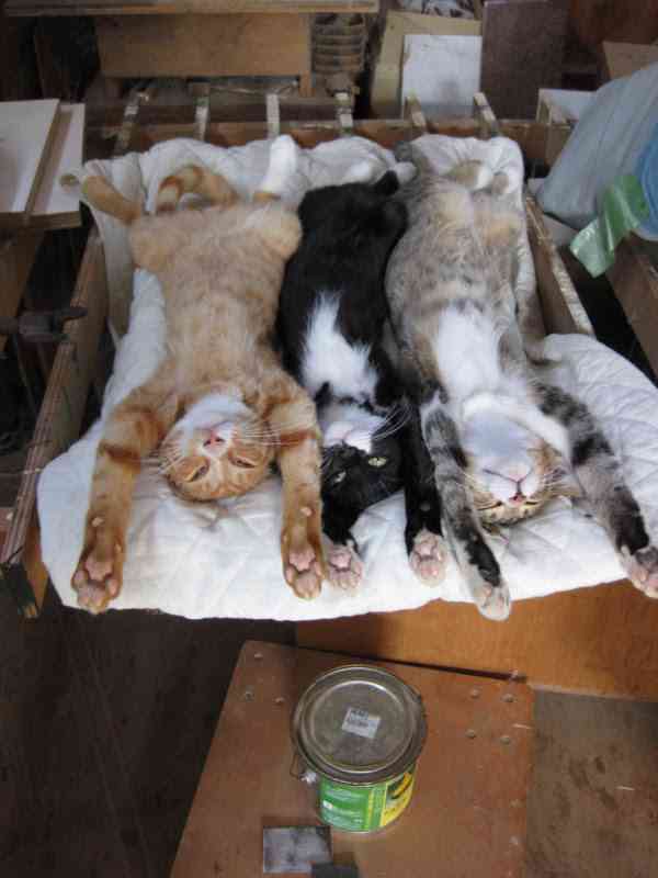 がるちゃん猫カフェ48号店 開店しました♪ (初めての方も大歓迎)