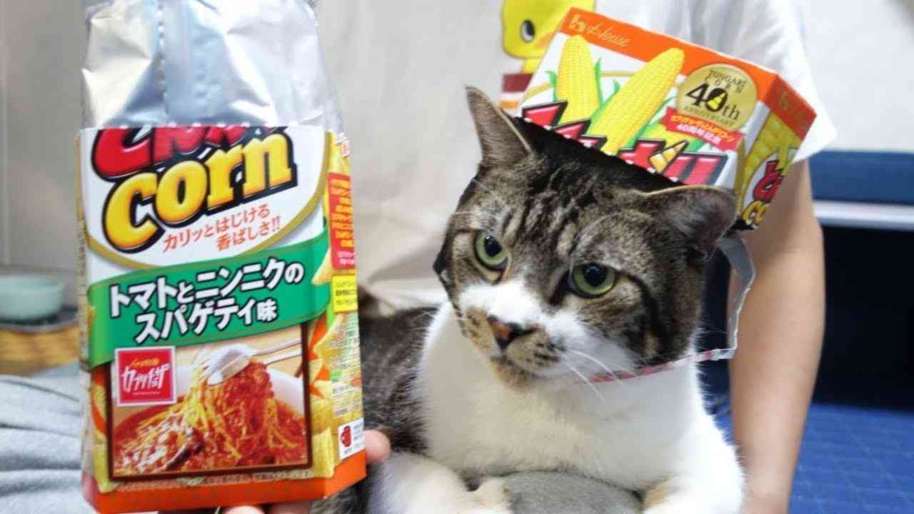 がるちゃん猫カフェ48号店 開店しました♪ (初めての方も大歓迎)
