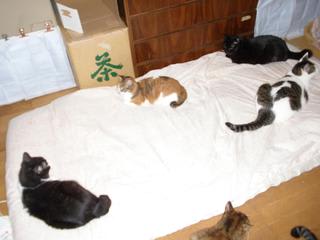 がるちゃん猫カフェ48号店 開店しました♪ (初めての方も大歓迎)
