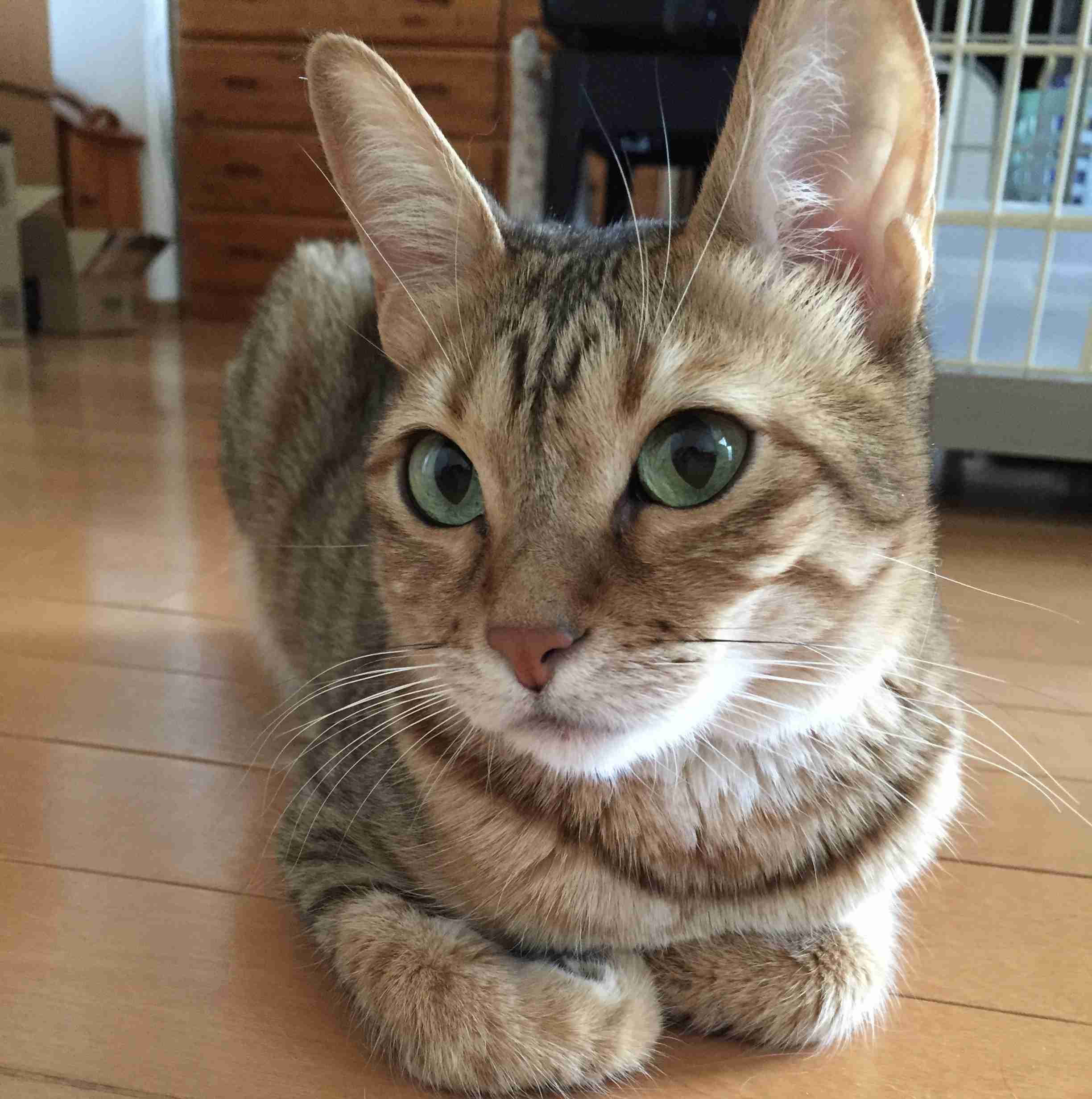 がるちゃん猫カフェ48号店 開店しました♪ (初めての方も大歓迎)