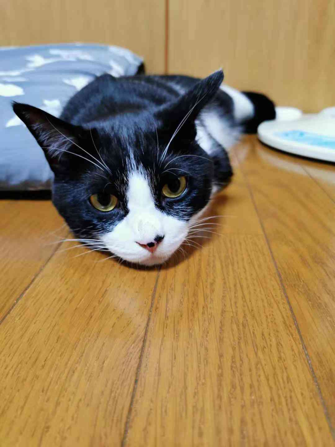 がるちゃん猫カフェ48号店 開店しました♪ (初めての方も大歓迎)